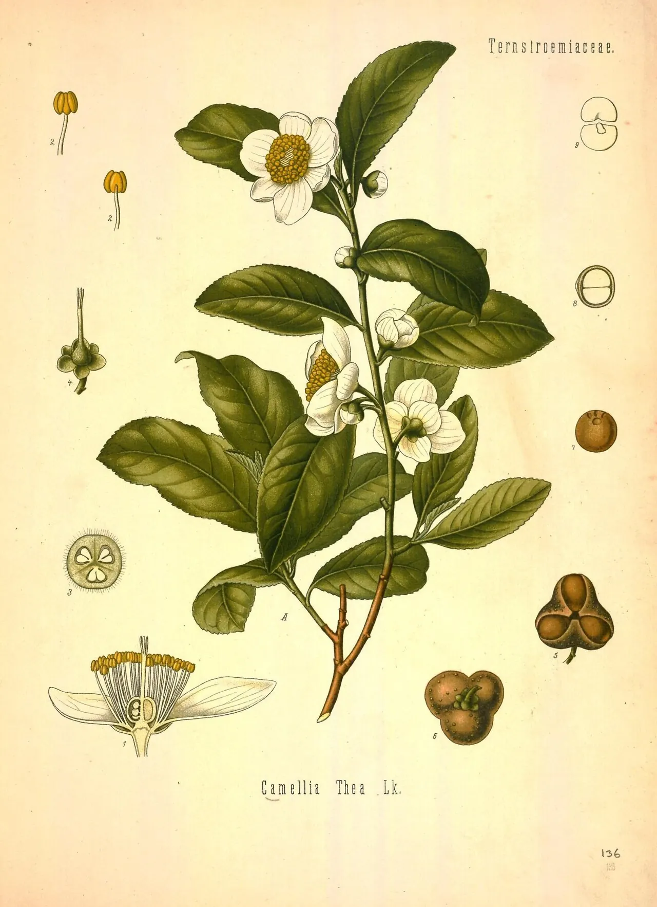 Чайный куст. Таблица из атласа лекарственных растений Франца Кёлера, 1887